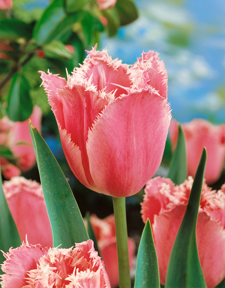 Tulipa 'Fancy Frills