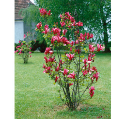 Magnolia liliflora ´Nigra´ / Šácholan liliokvětý, 60-80 cm, C5