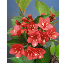 Weigela fl. ´Eva Rathke´ / Vajgélie květnatá, 30-40 cm, C2