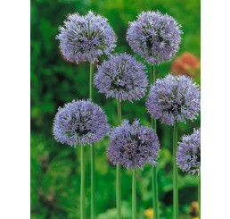Allium caeruleum / Česnek modrý, bal. 10 ks, 4/+