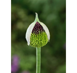 Allium ´Forelock´ / Okrasný česnek, bal.1 ks, 14/+