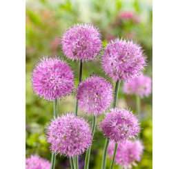 Allium ´Rosy Dream´ / Okrasný česnek, bal. 10 ks, 6+/