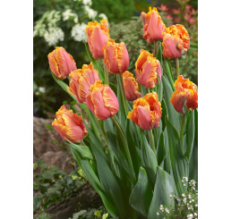 Tulipa ´Amazing Parrot´ / Tulipán, bal. 5 ks, 12/+