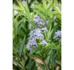 Amsonia tabernaemontana ´Blue Ice´ / Amzónia Tabernaemontanova, K11