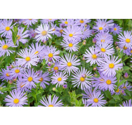 Aster x frikartii ´Mönch / Astra Frikartova, C1,5