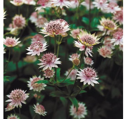 Astrantia major ´Buckland´ / Jarmanka větší, C1