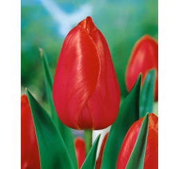 Tulipa ´Avignon´ / Tulipán, bal. 5 ks, 11/12