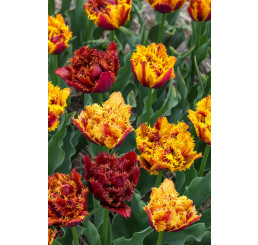 Tulipa ´Bastia´ / Tulipán, bal. 5 ks, 12+