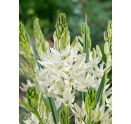 Camassia leichtlinii ´Alba´ / Kamasie bílá, bal. 3 ks, 14/+