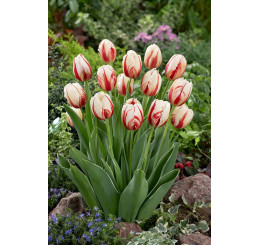 Tulipa ´Carnaval de Rio´ / Tulipán, bal. 5 ks, 12+