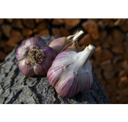 Allium sativum ´Janko´ / Sadbový česnek, bal. 3 hlaviček, 125 g