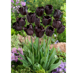 Tulipa ´Continental´ / Tulipán, bal. 5 ks, 12+