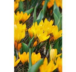 Crocus ´Golden Yellow´ / Velkokvětý krokus, bal. 15 ks, 8/9