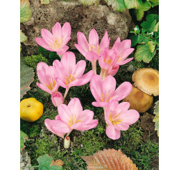 Crocus speciosus / Šafrán podzimní, bal. 15 ks, 5/+