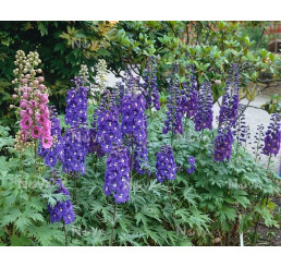 Delphinium 'Excalibur Dark Blue / White Bee' / Stračka, C1,5