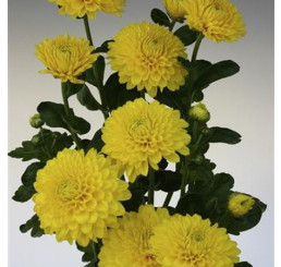 Dendranthema x indicum / Chrysanthemum ´Wendy Yellow´/ Chryzantéma / Listopadka indická, K9