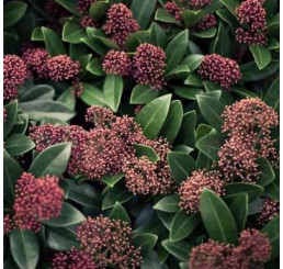 Skimmia japonica ´Rubella´ / Skimie japonská, 15-20 cm, C3