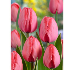 Tulipa ´Design Impression´ / Tulipán, bal. 5 ks, 12+