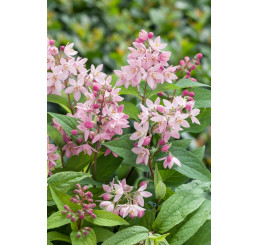 Deutzia x hybrida ´Strawberry Fields´ / Trojpuk , 30-40 cm, C1,5