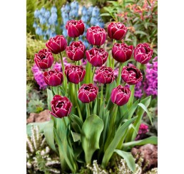 Tulipa ´Dream Touch´ / Tulipán, bal. 5 ks, 11/12