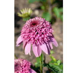 Echinacea 'Papallo Semi Double Pink'  / Třapatka nachová , C2