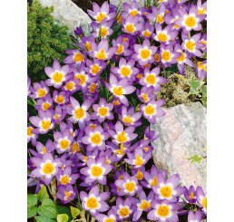 Crocus sieberi ´Tricolor´ / Botanický šafrán / Krokus, bal. 15 ks, 5/+