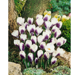 Crocus ´Prins Claus´ / Botanický šafrán / Krokus, bal. 15 ks, 5/7