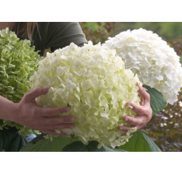 Hydrangea arborescens ´Strong Annabelle´® / Hortenzie stromečková, 30-40 cm, C2