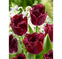 Tulipa ´Labrador´ / Tulipán, bal. 5 ks, 12+