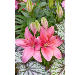 Lilium ´Pink County´ / Lilie, bal. 2 ks, 16/18