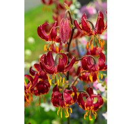 Lilium martagon ´Claude Shride´ / Lilie, 16/18