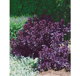 Cotinus coggygria ´Royal Purple´ / Ruj vlasatá, 60-80 cm, C7,5