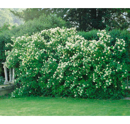 Philadelphus coronarius ´Lemoinei´ / Pustoryl věncový, 40-50 cm, C3