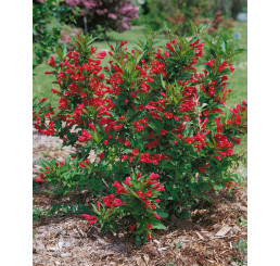 Weigela florida ´Red Prince´ / Vajgélie květnatá, 20-30 cm, C1,5