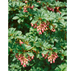 Enkianthus campanulatus / Enkiantus zvonkovitý, 50-60 cm, C5