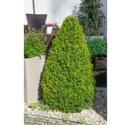 Buxus sempervirens / Zimostráz obecný, 12-15 cm, K9