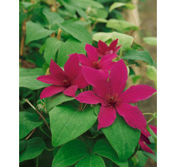 Clematis ´Rüütel´ / Plamének, 50-60 cm, C4