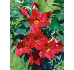 Mandevilla Sundaville® Classic Red / Mandevila červená, 40 cm vyvázaná, C2