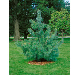 Pinus wallichiana / Borovice himalájská, 20-30 cm, K9