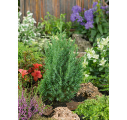 Juniperus chinensis ´Stricta´ / Jalovec čínský, 40-50 cm, C3