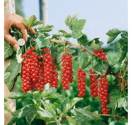 Ribes rubrum ´Rovada´ / Rybíz červený, stromek, 2-3 výh., VK