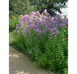 Campanula lactiflora ´Loddon Anna´ / Zvonek širokolistý, C1,5