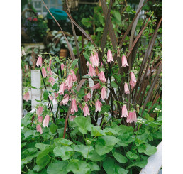 Campanula punctata ´Elizabeth´ / Zvonek tečkovaný, K9