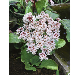 Bergenia 'Bressingham White' / Bergénie , K11