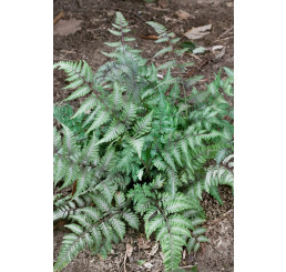 Athyrium otophorum 'Red Beauty' / papratka , K9