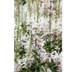 Gaura lindheimeri 'Geyser White' / Gaura, C1,5