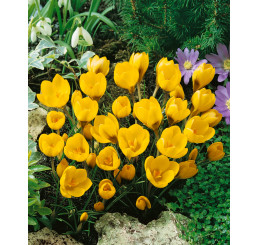 Crocus ´Goldilocks´ / Botanický šafrán / Krokus, bal. 15 ks, 5/+