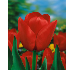 Tulipa ´Ile de France´ / Tulipán, bal. 7 ks, 11/12