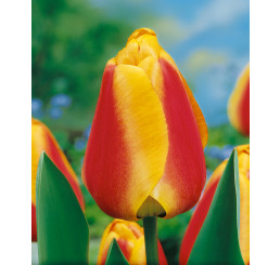 Tulipa ´Apeldoorn´ s Elite ´/ Tulipán, bal. 5 ks, 11/12