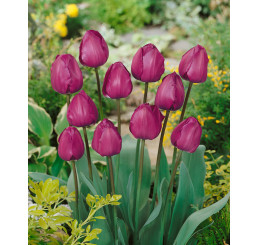 Tulipa ´Negrita´ / Tulipán, bal. 5 ks, 11/12